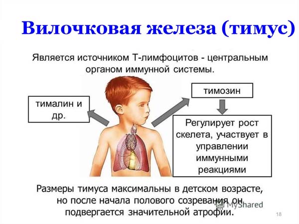 Первичный иммунодефицит. Синдром Ди Джорджи